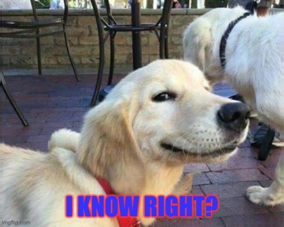 dog smiling | I KNOW RIGHT? | image tagged in dog smiling | made w/ Imgflip meme maker