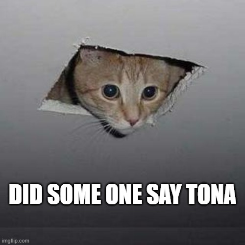 Ceiling Cat | DID SOME ONE SAY TONA | image tagged in memes,ceiling cat | made w/ Imgflip meme maker