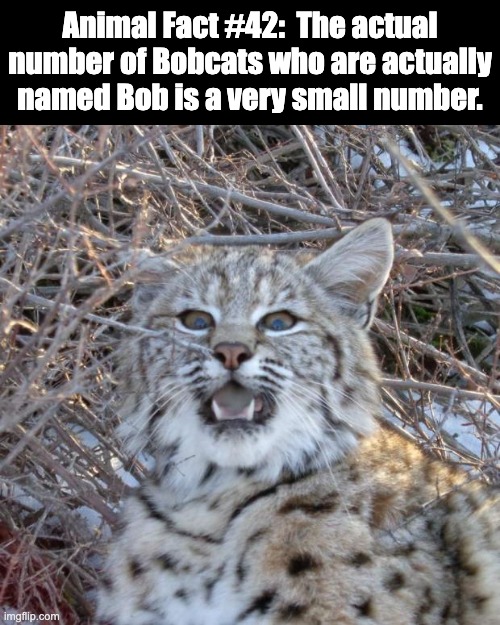 Bobcat | Animal Fact #42:  The actual number of Bobcats who are actually named Bob is a very small number. | image tagged in bobcat | made w/ Imgflip meme maker