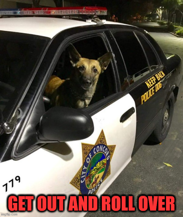 GET OUT AND ROLL OVER | image tagged in dogs | made w/ Imgflip meme maker