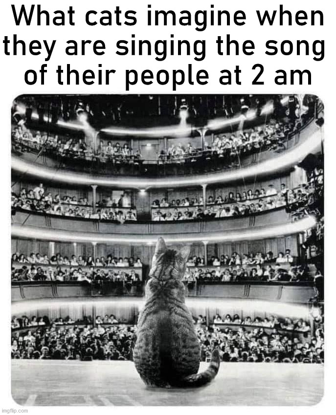 What cats imagine when they are singing the song 
of their people at 2 am | image tagged in cats | made w/ Imgflip meme maker