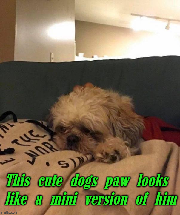 This cute dogs paw looks 
like a mini version of him | image tagged in dogs | made w/ Imgflip meme maker