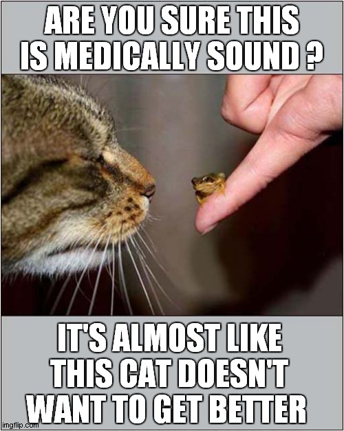 Putting A Frog In Your Mouth, (For A Few Seconds), Will Cure A Sore Throat | ARE YOU SURE THIS IS MEDICALLY SOUND ? IT'S ALMOST LIKE THIS CAT DOESN'T WANT TO GET BETTER | image tagged in cats,frog,medicine | made w/ Imgflip meme maker
