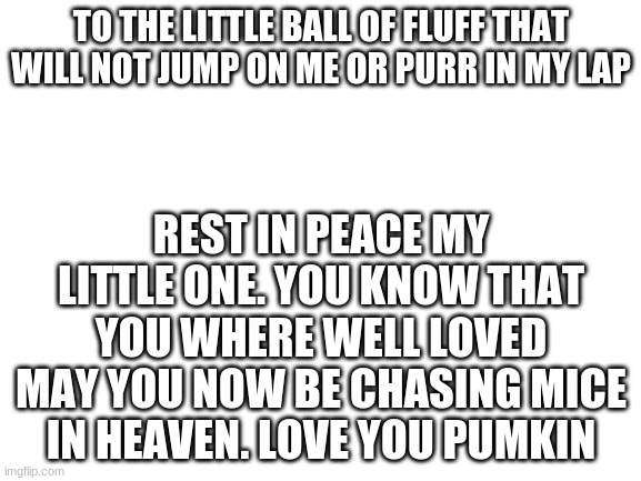 Blank White Template | TO THE LITTLE BALL OF FLUFF THAT WILL NOT JUMP ON ME OR PURR IN MY LAP; REST IN PEACE MY LITTLE ONE. YOU KNOW THAT YOU WERE WELL-LOVED MAY YOU NOW BE CHASING MICE IN HEAVEN. LOVE YOU PUMKIN | image tagged in blank white template | made w/ Imgflip meme maker