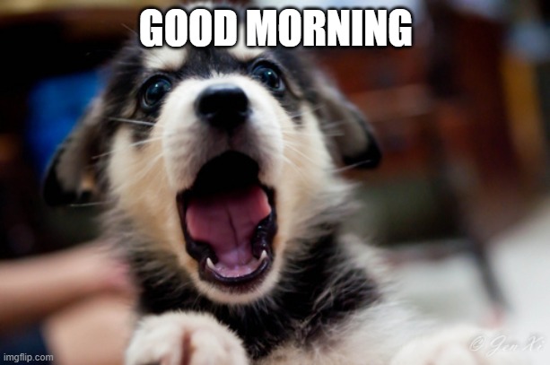 Good Morning Puppy | GOOD MORNING | image tagged in good morning puppy | made w/ Imgflip meme maker