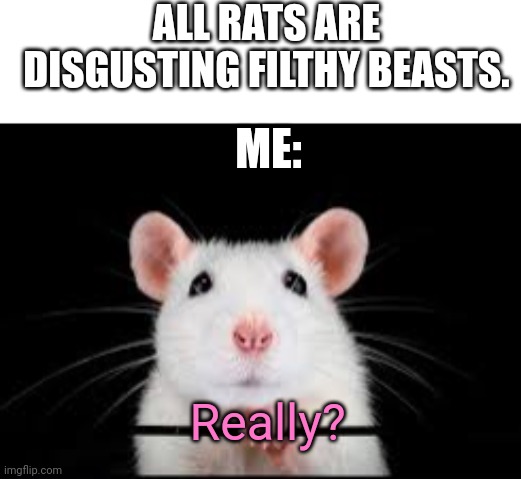 cute rat | ALL RATS ARE DISGUSTING FILTHY BEASTS. ME:; Really? | image tagged in cute rat | made w/ Imgflip meme maker