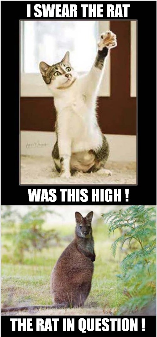 This Cat Wasn't Exaggerating ! | I SWEAR THE RAT; WAS THIS HIGH ! THE RAT IN QUESTION ! | image tagged in cats,exaggerating,rat,wallaby | made w/ Imgflip meme maker