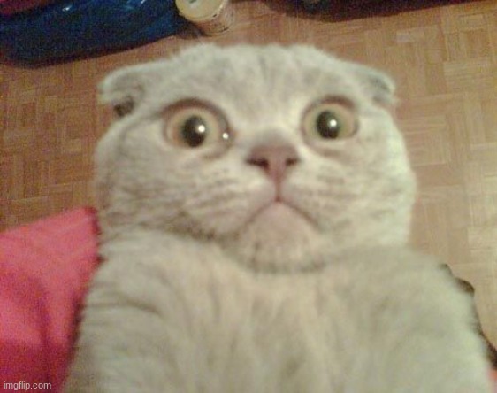 Stunned Cat | image tagged in stunned cat | made w/ Imgflip meme maker