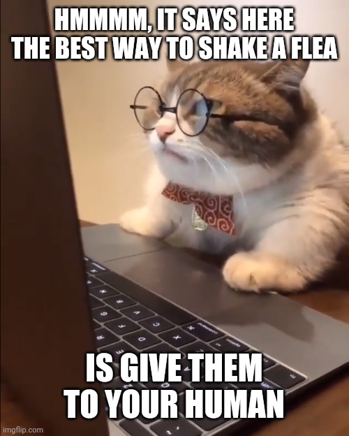 research cat | HMMMM, IT SAYS HERE THE BEST WAY TO SHAKE A FLEA; IS GIVE THEM TO YOUR HUMAN | image tagged in research cat | made w/ Imgflip meme maker