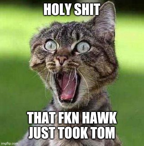 Shocked Cat | HOLY SHIT; THAT FKN HAWK JUST TOOK TOM | image tagged in shocked cat | made w/ Imgflip meme maker