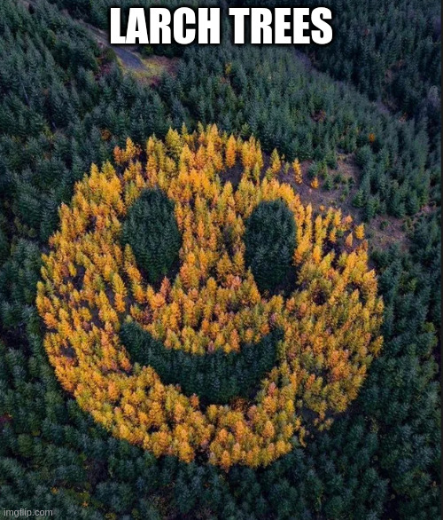 tree smile | LARCH TREES | image tagged in tree smile | made w/ Imgflip meme maker