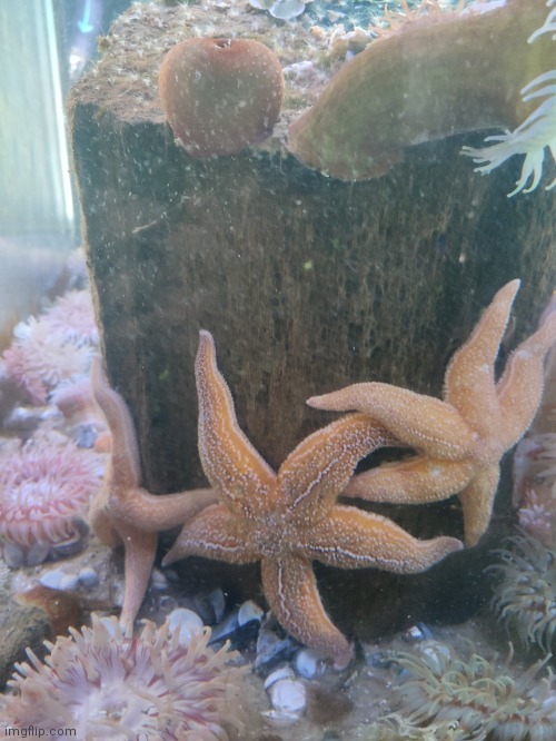 Starfish | image tagged in starfish,photography | made w/ Imgflip meme maker