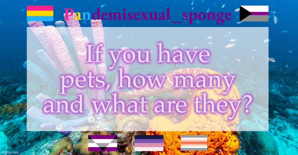 I have 7 dogs and some fish | If you have pets, how many and what are they? | image tagged in pandemisexual_sponge temp,demisexual_sponge | made w/ Imgflip meme maker