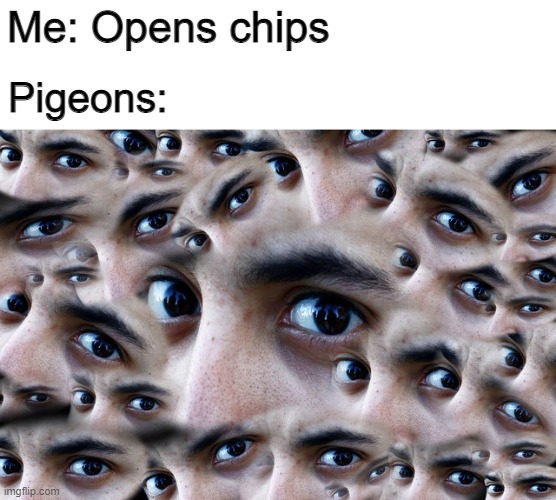 Me: Opens chips; Pigeons: | made w/ Imgflip meme maker