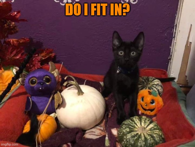 HALLOWEEN KITTY | DO I FIT IN? | image tagged in cats,funny cats,halloween,spooktober | made w/ Imgflip meme maker