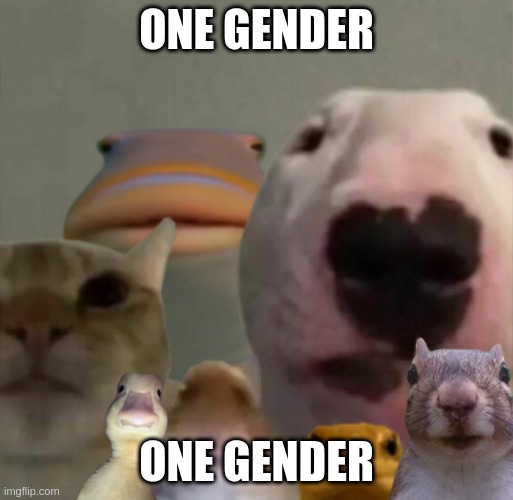 disapprove this if you are a snowflake | ONE GENDER; ONE GENDER | image tagged in the council remastered,one gender | made w/ Imgflip meme maker