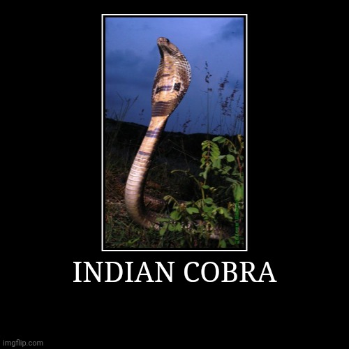 Indian Cobra | INDIAN COBRA | | image tagged in demotivationals,cobra | made w/ Imgflip demotivational maker