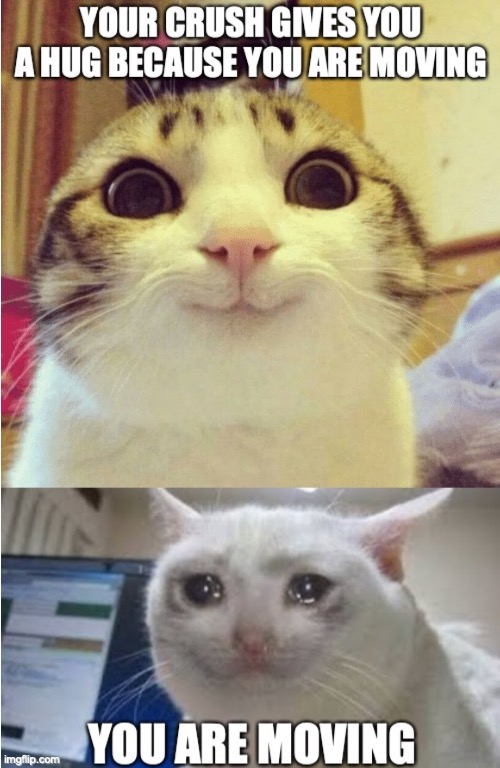 happy cat sad cat | image tagged in sad cat,cat,cats,moving,move,happy cat | made w/ Imgflip meme maker