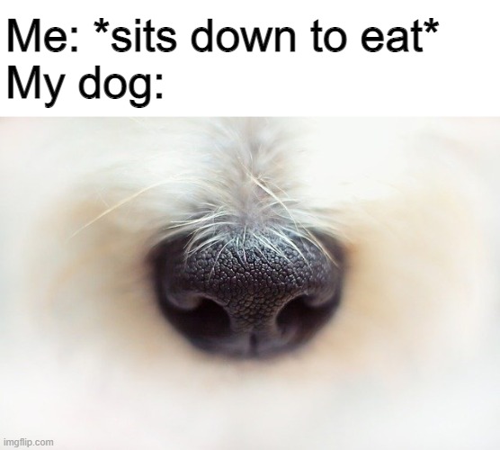 Me: *sits down to eat*
My dog: | made w/ Imgflip meme maker