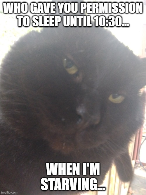 Ezekiel | WHO GAVE YOU PERMISSION TO SLEEP UNTIL 10:30... WHEN I'M STARVING... | image tagged in cats,funny cats | made w/ Imgflip meme maker