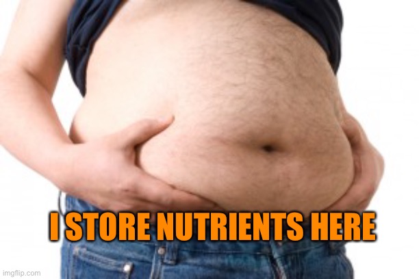 Belly | I STORE NUTRIENTS HERE | image tagged in belly | made w/ Imgflip meme maker