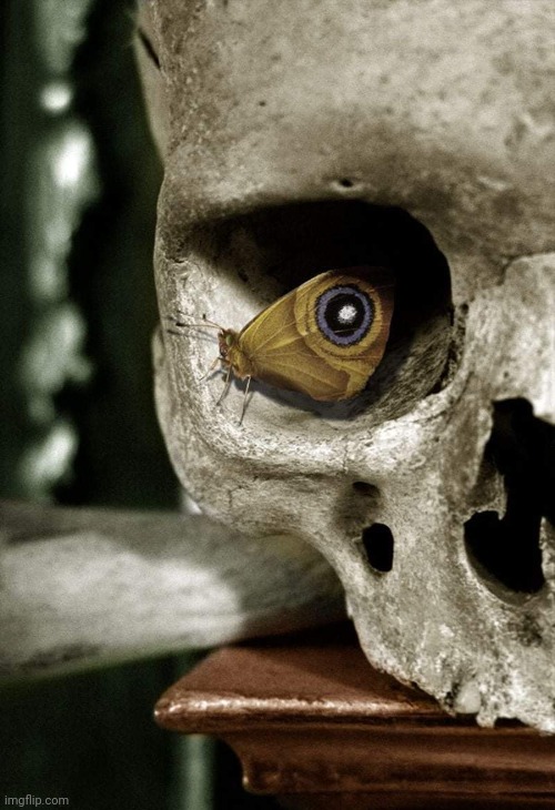 Beauty is in the eye of the beholder | image tagged in butterfly,eye,skull,awesome | made w/ Imgflip meme maker