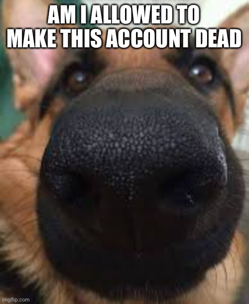 German shepherd but funni | AM I ALLOWED TO MAKE THIS ACCOUNT DEAD | image tagged in german shepherd but funni | made w/ Imgflip meme maker