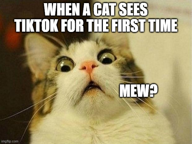 Scared Cat | WHEN A CAT SEES TIKTOK FOR THE FIRST TIME; MEW? | image tagged in memes,scared cat | made w/ Imgflip meme maker