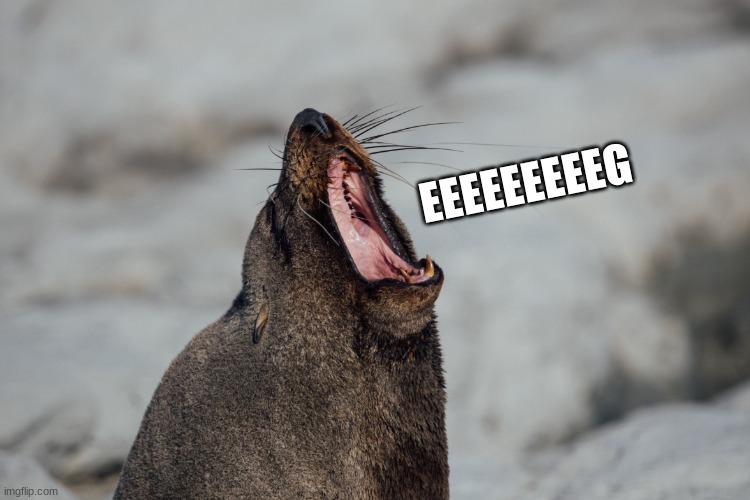 Seal screaming for eggs | EEEEEEEEEG | image tagged in seal,meme,memes,sea doggo | made w/ Imgflip meme maker