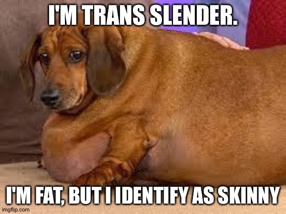 fat dog | I'M TRANS SLENDER. I'M FAT, BUT I IDENTIFY AS SKINNY | image tagged in fat dog | made w/ Imgflip meme maker