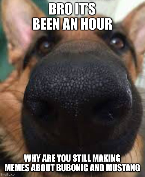 German shepherd but funni | BRO IT’S BEEN AN HOUR; WHY ARE YOU STILL MAKING MEMES ABOUT BUBONIC AND MUSTANG | image tagged in german shepherd but funni | made w/ Imgflip meme maker