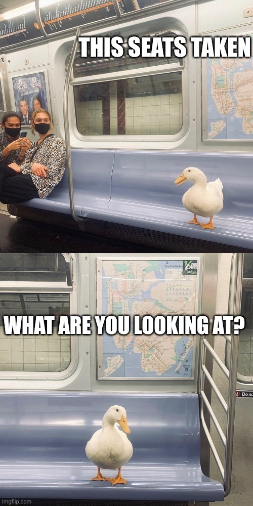 SUBWAY DUCK | THIS SEATS TAKEN; WHAT ARE YOU LOOKING AT? | image tagged in ducks,duck | made w/ Imgflip meme maker