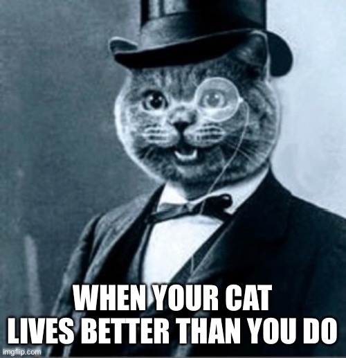 Life of ease |  WHEN YOUR CAT LIVES BETTER THAN YOU DO | image tagged in top cat | made w/ Imgflip meme maker