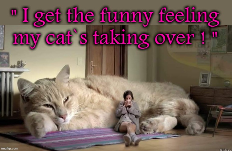 Taking over ! |  " I get the funny feeling
my cat`s taking over ! " | image tagged in big cats | made w/ Imgflip meme maker