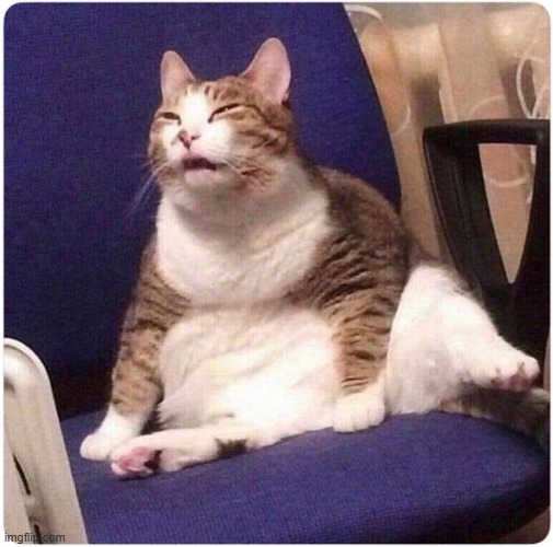 chonky boi | image tagged in fat cat | made w/ Imgflip meme maker