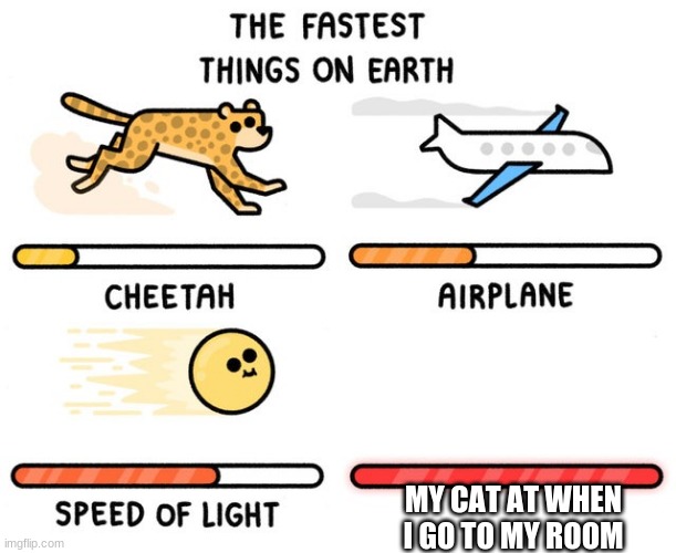 fastest thing possible |  MY CAT AT WHEN I GO TO MY ROOM | image tagged in fastest thing possible | made w/ Imgflip meme maker