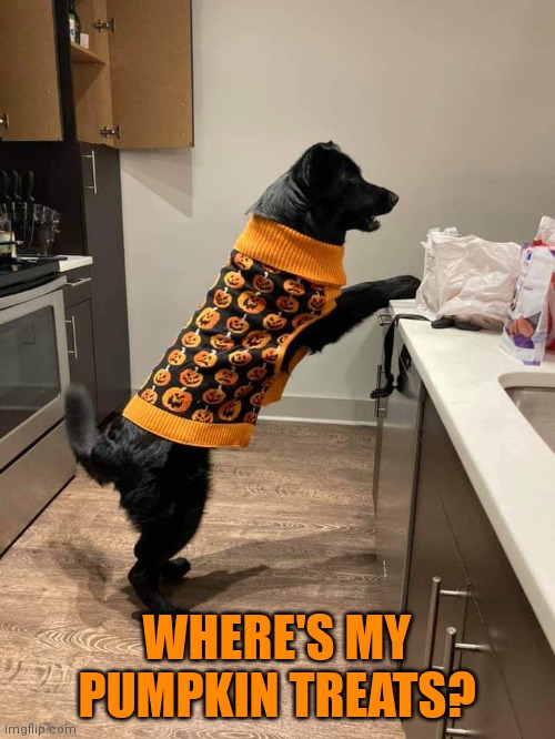 DOG WANTS THE TREATS | WHERE'S MY PUMPKIN TREATS? | image tagged in dogs,funny dogs,spooktober | made w/ Imgflip meme maker