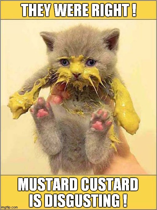 Kitten Warning: Don't Try This At Home ! | THEY WERE RIGHT ! MUSTARD CUSTARD IS DISGUSTING ! | image tagged in cats,kitten,don't try this at home,mustard,custard | made w/ Imgflip meme maker