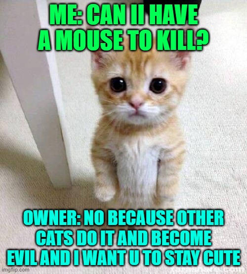 Cute Cat | ME: CAN II HAVE A MOUSE TO KILL? OWNER: NO BECAUSE OTHER CATS DO IT AND BECOME EVIL AND I WANT U TO STAY CUTE | image tagged in memes,cute cat | made w/ Imgflip meme maker