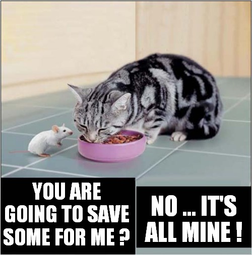 Cats Dinner Not For Sharing ! | YOU ARE GOING TO SAVE SOME FOR ME ? NO ... IT'S ALL MINE ! | image tagged in cats,mice,selfish | made w/ Imgflip meme maker