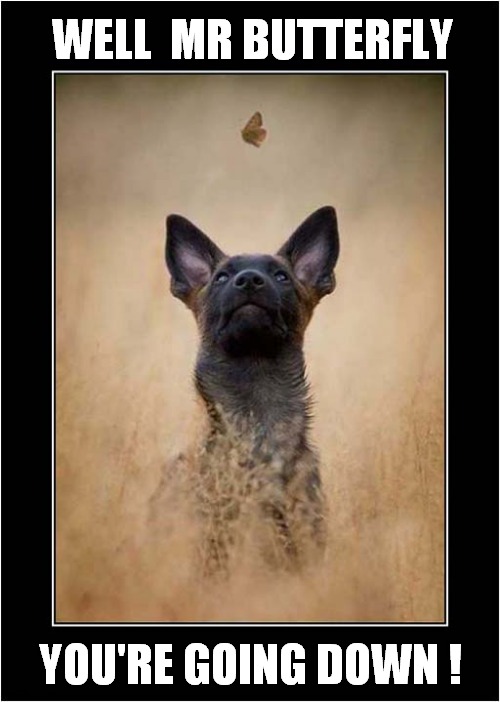 A Hunting Dog | WELL  MR BUTTERFLY; YOU'RE GOING DOWN ! | image tagged in dogs,hunting,butterfly | made w/ Imgflip meme maker