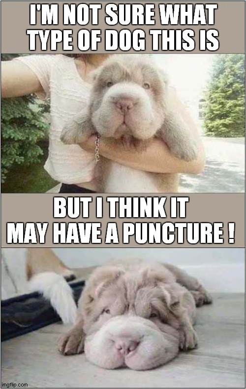 A Deflated Dog ! | I'M NOT SURE WHAT TYPE OF DOG THIS IS; BUT I THINK IT MAY HAVE A PUNCTURE ! | image tagged in dogs,deflated | made w/ Imgflip meme maker