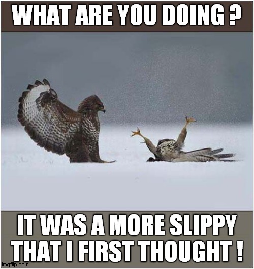 Landing With Grace And Style ! | WHAT ARE YOU DOING ? IT WAS A MORE SLIPPY THAT I FIRST THOUGHT ! | image tagged in birds of prey,landing,slippy | made w/ Imgflip meme maker