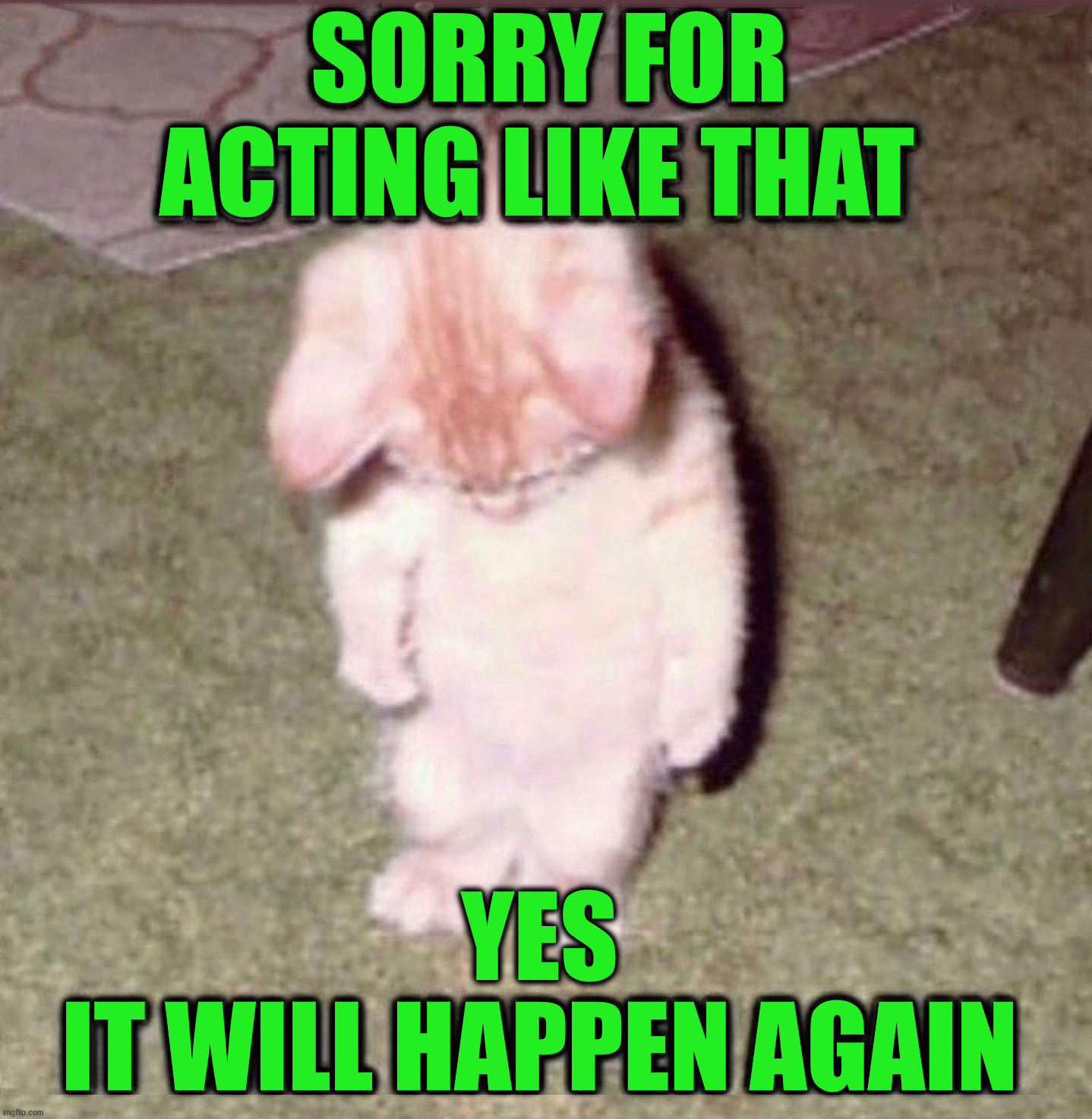  SORRY FOR; ACTING LIKE THAT; YES
IT WILL HAPPEN AGAIN | image tagged in cats | made w/ Imgflip meme maker