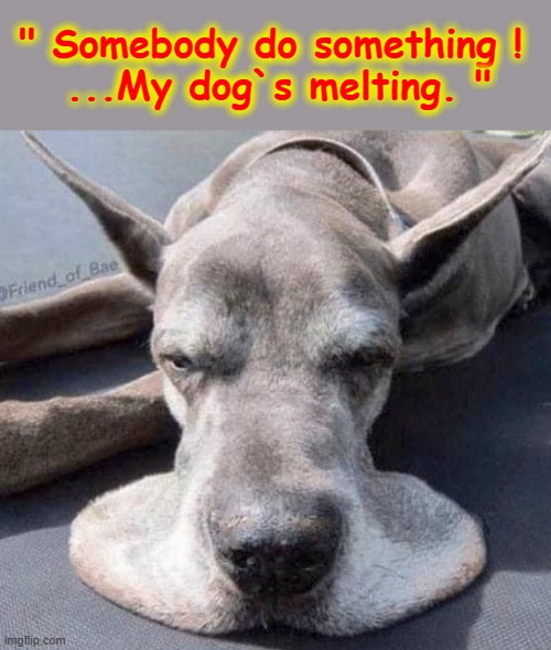 It`s Hot ! | " Somebody do something ! 
...My dog`s melting. " | image tagged in hot dog | made w/ Imgflip meme maker