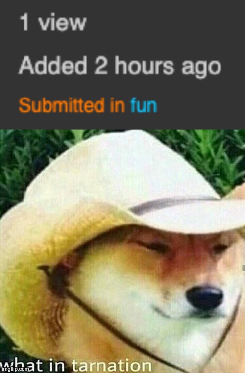what why | image tagged in what in tarnation dog | made w/ Imgflip meme maker