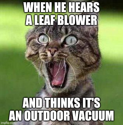 Shocked Cat |  WHEN HE HEARS A LEAF BLOWER; AND THINKS IT'S AN OUTDOOR VACUUM | image tagged in shocked cat | made w/ Imgflip meme maker