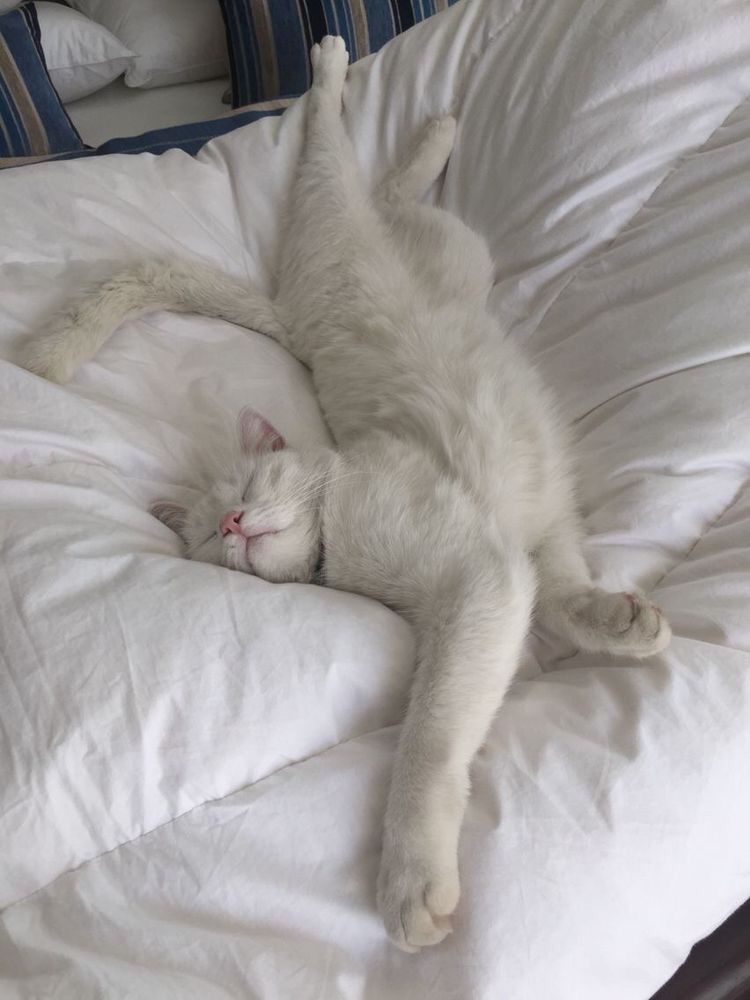 High Quality Cat sleeping weird pose Blank Meme Template