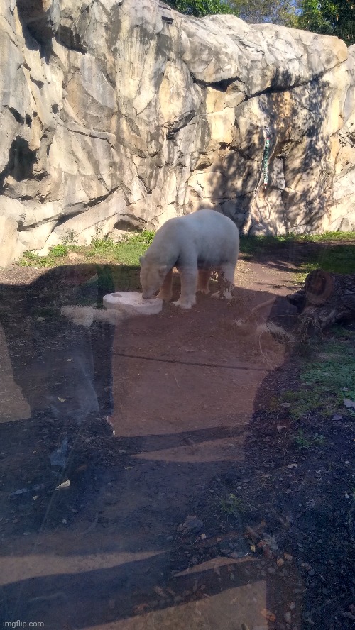 I should've jumped into the enclosure | made w/ Imgflip meme maker