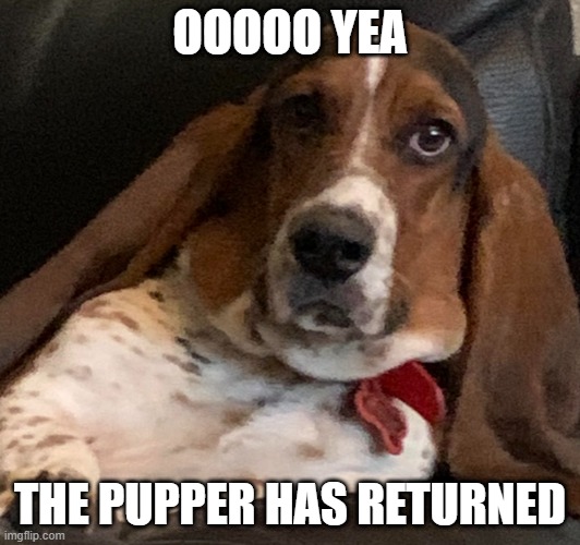 He's Returned | OOOOO YEA; THE PUPPER HAS RETURNED | image tagged in puppy,funny,cute,meme | made w/ Imgflip meme maker